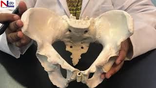 Female Pelvis in Hindi हिंदी  Practical Explanation  Nursing Lecture [upl. by Anyotal]