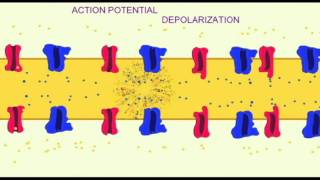 AP1 NEURON ACTION POTENTIAL DEPOLARIZATION ALONG AXON [upl. by Arolf]