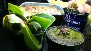 Nepenthes truncata and Cephalotus Follicularis 5 month time lapse [upl. by Aihsyn193]