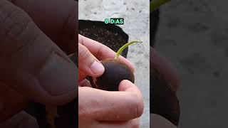 Cómo germinar aguacate 👌🥑 [upl. by Wallack409]