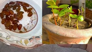 How to Grow Date Plum Persimmon From Seeds  Amlok [upl. by Lenrad158]