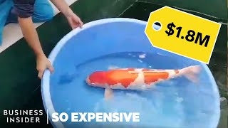 Why Koi Fish Are So Expensive  So Expensive [upl. by Florenza]