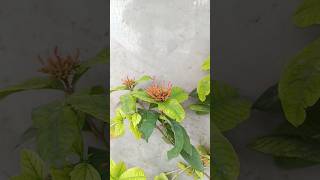 ixora flowering plants [upl. by Danas]