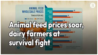 Animal feed prices soar dairy farmers at survival fight [upl. by Imojean]