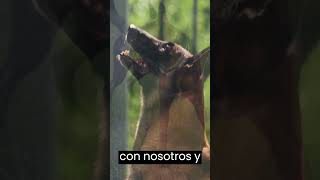 12 Perros Ladrando Muy Fuerte para molestar a tu perro o gato HD [upl. by Amsirak]