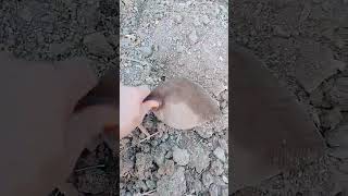 Pot ki mitti ko richarg karnagardening short videos [upl. by Holladay]