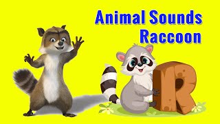 Raccoon Sounds and Noises  Animal Sounds [upl. by Sally]