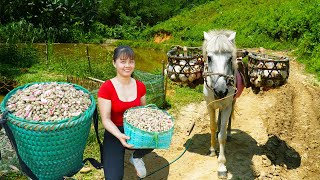 Harvesting Peanuts Goes To The Countryside Market Sell  Vegetable Garden Care  New Free Bushcraft [upl. by Carmon473]