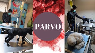 Parvo treatment in cat and dogs  Aliyan Vets [upl. by Htebirol]