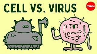 Cell vs virus A battle for health  Shannon Stiles [upl. by Eniarol796]