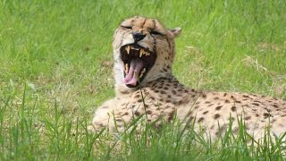 Jachtluipaard  Guépard  Cheetah  Monde Sauvage Aywaille [upl. by Oigolue974]