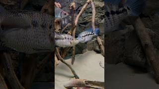 Jaguar cichlid vs wolf cichlid  Parachromis managuensis vs Parachromis Dovii [upl. by Kuebbing55]