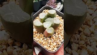 Haworthia Maughanii Dragon succulentsplanterspot plants succulant haworthia australia garden [upl. by Ayotol]