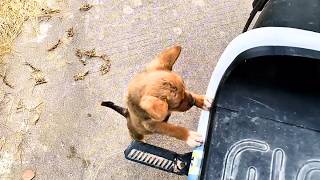 homeless puppy tries its best to climb onto the riders motorcycle hoping to follow the rider home [upl. by Acsicnarf537]