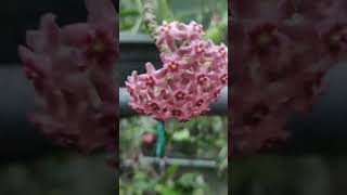 Hoya glabra hoyaplant hoyaplants hoyacare hoyalover enjoythenatureoftheworld [upl. by Jaye]