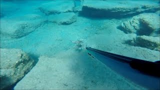 LA RASCASSE VOLANTE ET L’OURSIN DIADÈME EN MÉDITERRANÉE [upl. by Guglielma672]