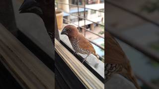 Spotted Munia  Scalybreasted munia  Lonchura punctulata  spotted birds nature naturelovers [upl. by Weide]