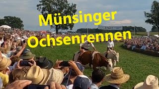 Das 7te Münsinger Ochsenrennen [upl. by Anuhsal]