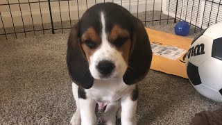 Cutest Beagle Puppy wants to come out of playpen  Beagle puppy talking [upl. by Daron227]