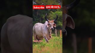 Big Cow Videos cow cowvideos viralvideo youtubeshorts shorts shortfeed [upl. by Pega]