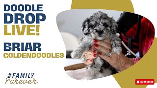 SUPER RARE Silver Merle Goldendoodle  Doodle Drop LIVE Briar [upl. by Enalb491]