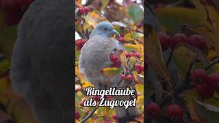 Ringeltaube als Zugvogel 🤓🕊️ Schaut bei WWW vorbei natur nature vögel leidenschaft [upl. by Dorian]