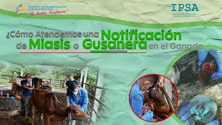 📹 Cómo Atendemos una Notificación de Miasis o Gusanera [upl. by Helve]