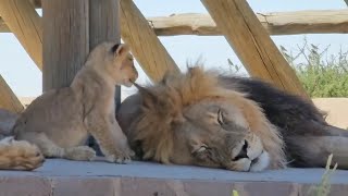 Lion Cub Massaging his Fathers Head  Adorable Video  Kgalagadi  11 March 2024 [upl. by Harrod]