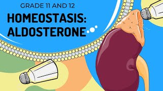 ALDOSTERONE  HOMEOSTASIS  Easy to Understand [upl. by Atsirc]