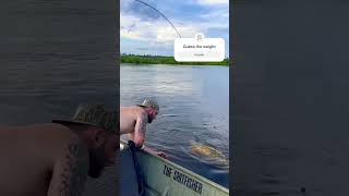 Monster flathead on the Ashepoo river South Carolina [upl. by Notneb]