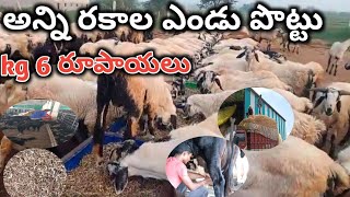 dry fodder grass for goat amp sheep farm అన్ని రకాల ఎండు పొట్టుకేజీ 6₹ [upl. by Kataway]