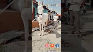 🐴💫khushi✨💞 chandrabhag minivlog rajasthanimarrage indianmarriages indianmarriage [upl. by Glasgo]