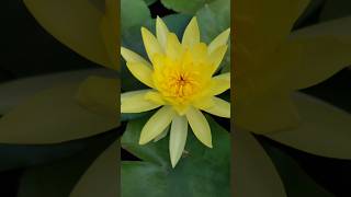 My Waterlily collection कुमुदिनीgardening Waterlily [upl. by Ahsiekim]