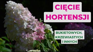 Jak ciąć hortensje Wiosenne cięcie hortensji bukietowej krzewiastej i innych gatunków [upl. by Tubb423]