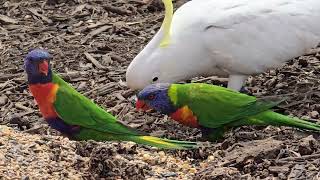 The Rainbow lorikeets Australia [upl. by Chappell]