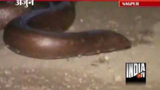 Two Nabbed In Nagpur While Selling Sand Boa Snake For Rs 5 Cr [upl. by Notxam]