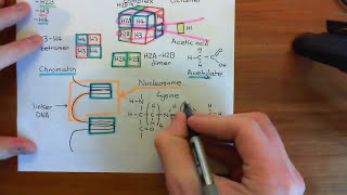 The Wnt  BetaCatenin Pathway Part 4 [upl. by Monteith458]