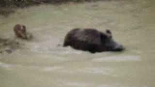 SEGUGIO MAREMMANO birba in acqua prende il cingmp4 [upl. by Catha]