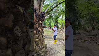 The best palm oil harvesting techniques [upl. by Trager]