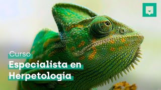 Curso de Herpetología Especialista en Anfibios y Reptiles [upl. by Anialram571]