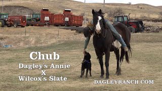 Chub  8 Month Old Hangin Tree Cowdog [upl. by Brooke]