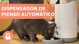 COMEDEROS AUTOMÁTICOS para GATOS 🐱 Ventajas y Cómo funcionan [upl. by Joella]