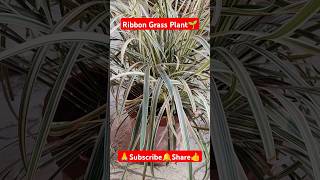 Ribbon Grass Plant🌱 shorts viralvideo gardening plantcare plantgrowth nature indoorplants [upl. by Colyer842]