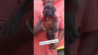 Neo Mastiff Male Puppy Sale India BestDogsDealsIndia [upl. by Anamor984]