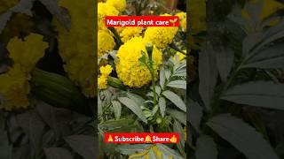 Marigold plant care🌱 shorts viralvideo floweringplant marigoldplant plantcare gardening [upl. by Illom]