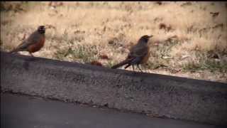 Robins as Pedestrians NARRATED [upl. by Frederich]