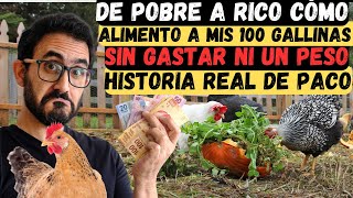 de pobre a rico Cómo alimento a mis 100 gallinas sin gastar ni un peso La mejor manera de ahorrar [upl. by Harwell831]