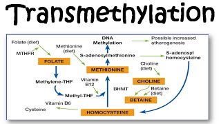 Transmethylation [upl. by Lorsung]