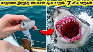 ராட்சச விலங்குகள்  Seven Amazing Animal Transformations  Tamil Info Share [upl. by Damara]