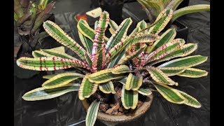 Barry Landaus Tropical Planet  San Diego Bromeliad Show 2017 [upl. by Brawner490]